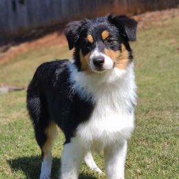 Delta - Australian Shepherd