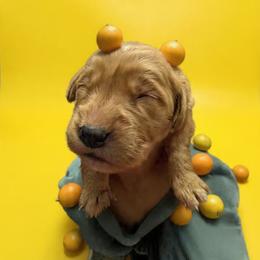 Citron (Boy 6) - Dark golden male Golden Retriever puppy in Wendell, Minnesota from Floden Farm Golden Retrievers
