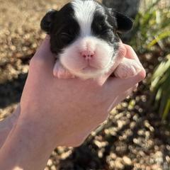 Cavachon, Cavalier King Charles Spaniel, and Cavapoo Puppies from LierChonPoo