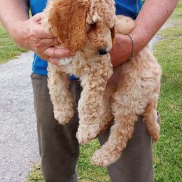 Poodle Puppies from Peter Rataj