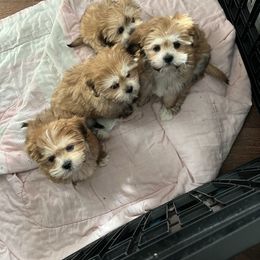 Boy 3 - Golden male Lhasa Apso puppy in Bethpage, New York from Tibetan Tails