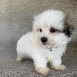 Romeo - White male Maltipoo puppy in Chariton, Iowa from Mia Lucky Home