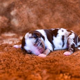 Lady - Red merle Toy Australian Shepherd puppy in Checotah, Oklahoma from CM Ranch Aussies