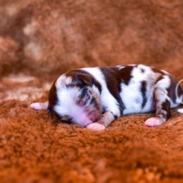 Lady - Red merle Toy Australian Shepherd puppy in Checotah, Oklahoma from CM Ranch Aussies