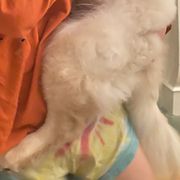 Chow Chow Puppies from Darling Chows