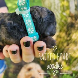 Girl 4 - Merle Goldendoodle puppy in Webster, New York from Sacred Heart Doodles