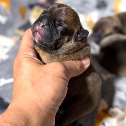 Male 4 - Fawn male French Bulldog puppy in Keeseville, New York from Big Sky Frenchies