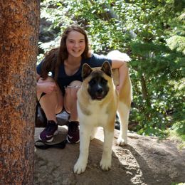 Akita Puppies from Akitas by Denali