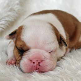 Bulldog Puppies from North Ga Bulldogs