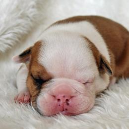 Bulldog Puppies from North Ga Bulldogs