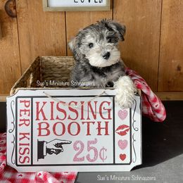 Miniature Schnauzer Puppies from Sue’s Miniature Schnauzers