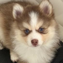Cowgirl - Lavender female Pomsky puppy in Ithaca, New York from Finger Lakes Pomskies
