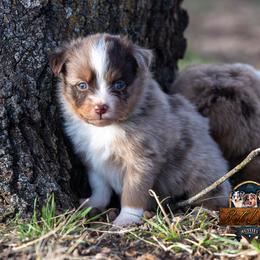 Miniature American Shepherd, Miniature Australian Shepherd, and Toy Australian Shepherd Puppies from Best Little Aussies