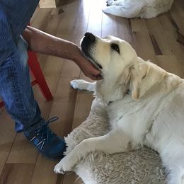 Eden - Golden Retriever