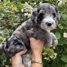 Boy 1 - Merle male Goldendoodle puppy in Newark, Ohio from Valleydayle Doodles and Wheatens