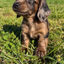 Sookie - Dapple female Dachshund puppy in Greenup, Kentucky from Tygart Creek Dachshunds