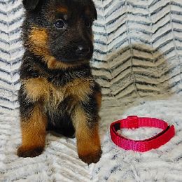 German Shepherd Puppies from Kindheitstraum Kennels