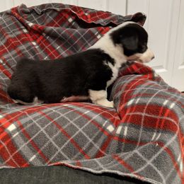 American Corgi Puppies from Bitty B Farms