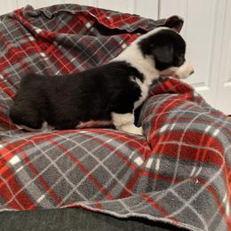 American Corgi Puppies from Bitty B Farms
