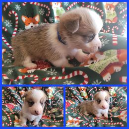 Pembroke Welsh Corgi Puppies from Corgis by the Lake