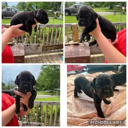 Shakira - Black female Great Dane puppy in Port Clinton, Ohio from LakeSide Danes