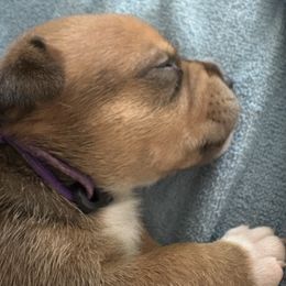 Staffordshire Bull Terrier Puppies from Tier 1 Staffordshire Bull Terriers
