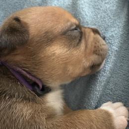 Staffordshire Bull Terrier Puppies from Tier 1 Staffordshire Bull Terriers