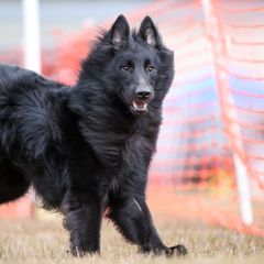 Belgian Sheepdogs from Cognito Belgians