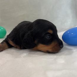 Agnes - Black and tan female Dachshund puppy in White Pine, Tennessee from Rocky Top Weenies