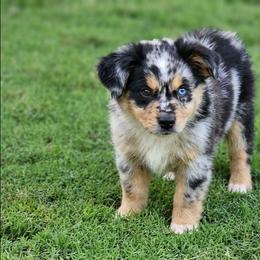 Flash - Blue merle male Australian Shepherd puppy in Owensboro, Kentucky from JnT's Bluegrass Mini Aussies