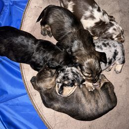 Dachshund Puppies from Lily’s Mini Dachshunds