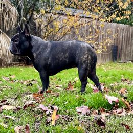 Baby - French Bulldog
