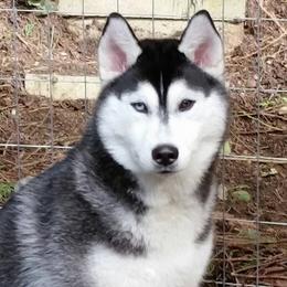 Schipperke and Siberian Husky Puppies from Yuki Ookami Show Kennel