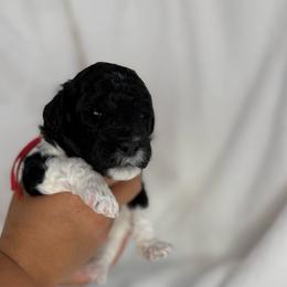 Cedar - Parti male Poodle puppy in Longview, Washington from Evergreen Miniature Poodles