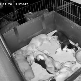 Pembroke Welsh Corgi Puppies from Diamond K Corgis