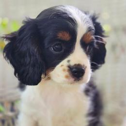 Abilene - Tri-color female Cavalier King Charles Spaniel puppy in Watsontown, Pennsylvania from Huntsman Cavaliers