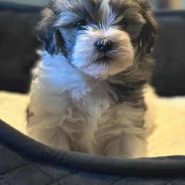 Shichon Puppies from Great Lakes Teddy Bear Dogs