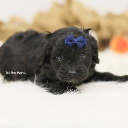 Blue Collar Boy - Black male Cavapoo puppy in Republic, Missouri from Red Skye Puppies