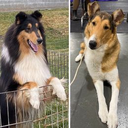Collie puppies from Winterberry Collies