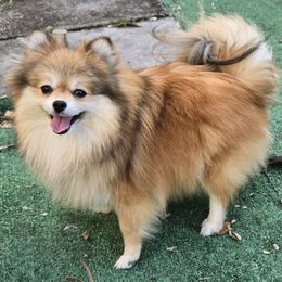 Galadryel - Pomeranian
