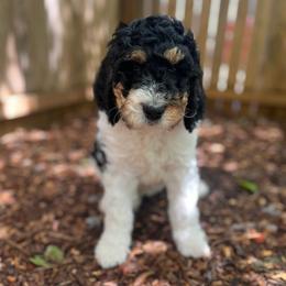 Buttercup - Tri-color female Bernedoodle puppy in Harpers Ferry, West Virginia from Oso Perfect Poodles and Doodles