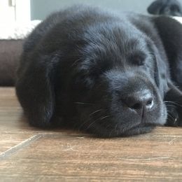Labrador Retriever Puppies from Southern Tails Labradors