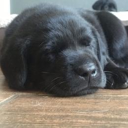 Labrador Retriever Puppies from Southern Tails Labradors
