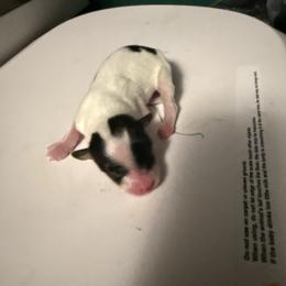 Boy 2 - White black and tan male Papillon puppy in Fremont, Michigan from Barque