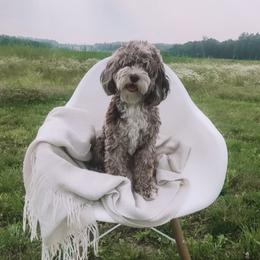 Maya - Cockapoo