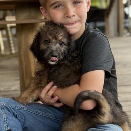Sangria - Sable female Bernedoodle puppy in Youngstown, Florida from Wonderland’s Boujie Kennels
