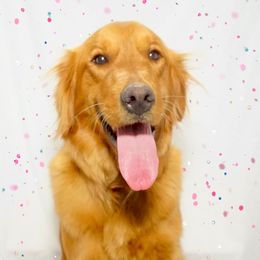 Winnie - Golden Retriever