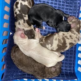Aussiedoodle Puppies from My Amis AussieDoodles
