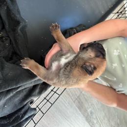 Simon - Fawn male Cane Corso puppy in Brazil, In, Indiana from Lazy A Ranch & Kennels