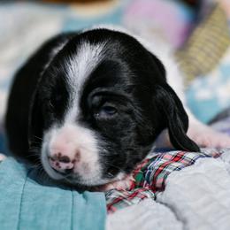 Mia - Black brown and white female Basset Hound puppy in Knoxville, Tennessee from Well Hounded Bassets